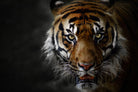 Tiger-Wall_Art-Pixalot