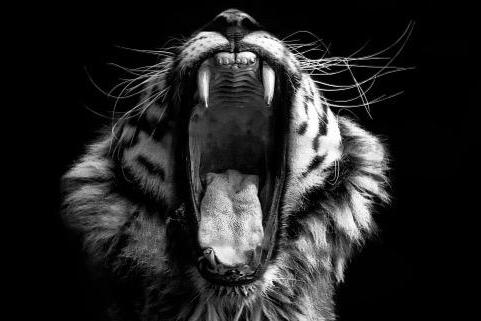 Tiger Roar-Wall_Art-Pixalot