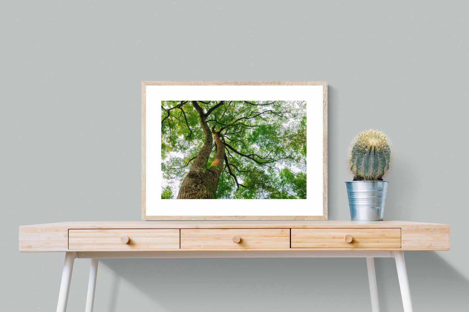 Tree Canopy-Wall_Art-80 x 60cm-Framed Print-Wood-Pixalot