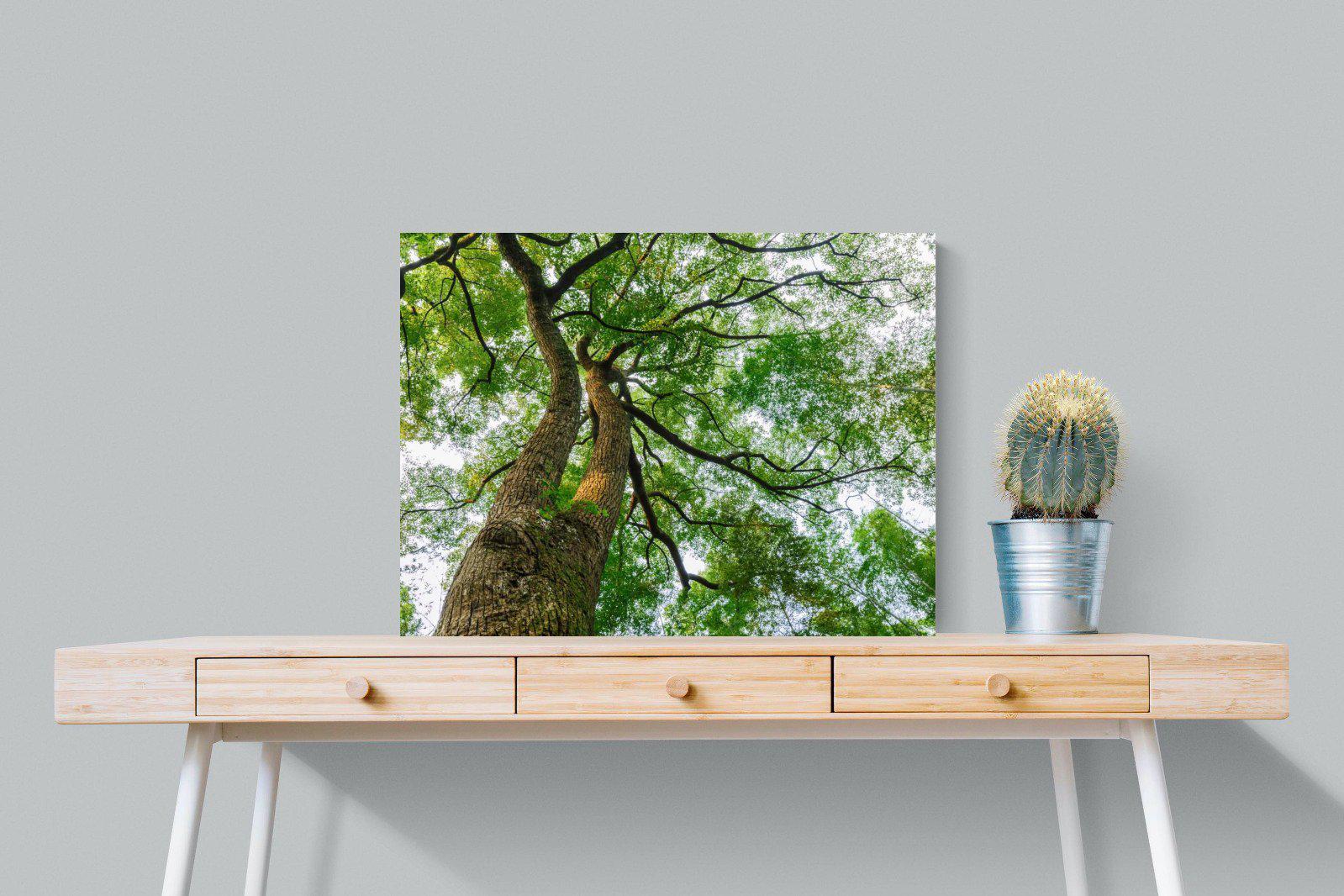 Tree Canopy-Wall_Art-80 x 60cm-Mounted Canvas-No Frame-Pixalot