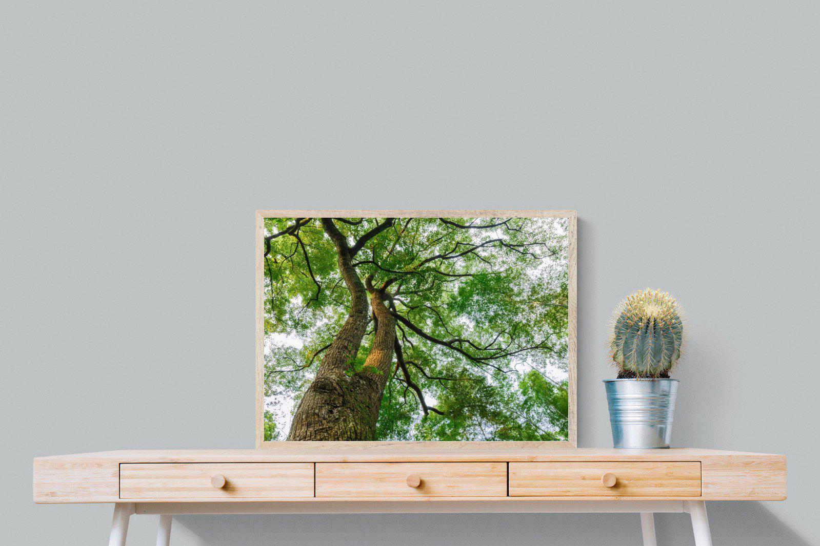Tree Canopy-Wall_Art-80 x 60cm-Mounted Canvas-Wood-Pixalot