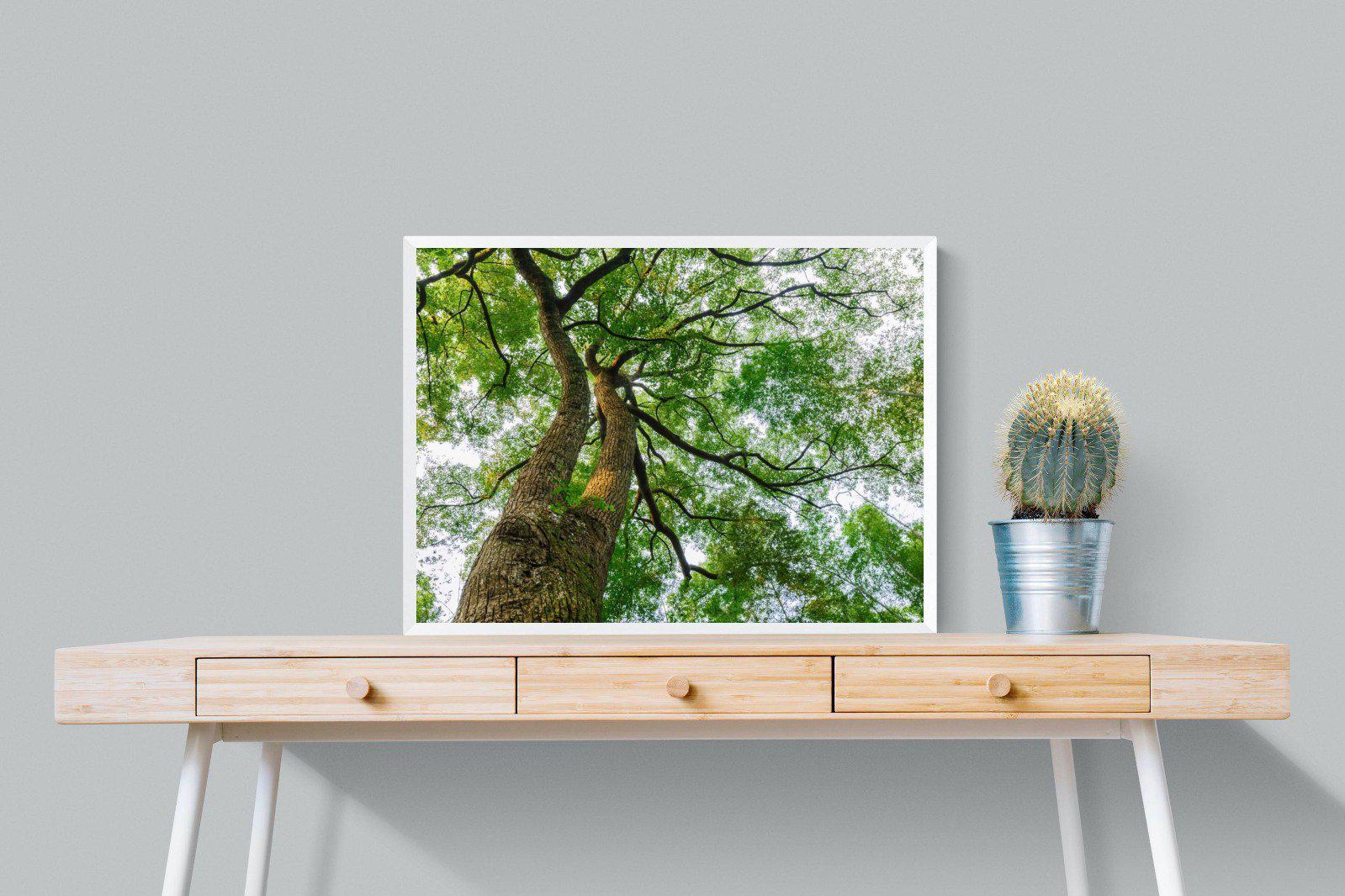 Tree Canopy-Wall_Art-80 x 60cm-Mounted Canvas-White-Pixalot