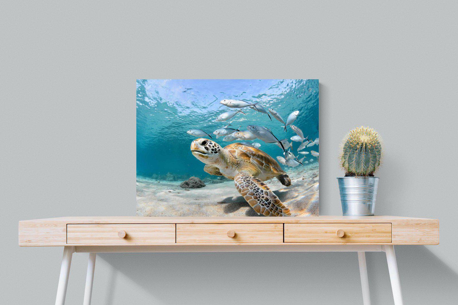 Turtle-Wall_Art-80 x 60cm-Mounted Canvas-No Frame-Pixalot