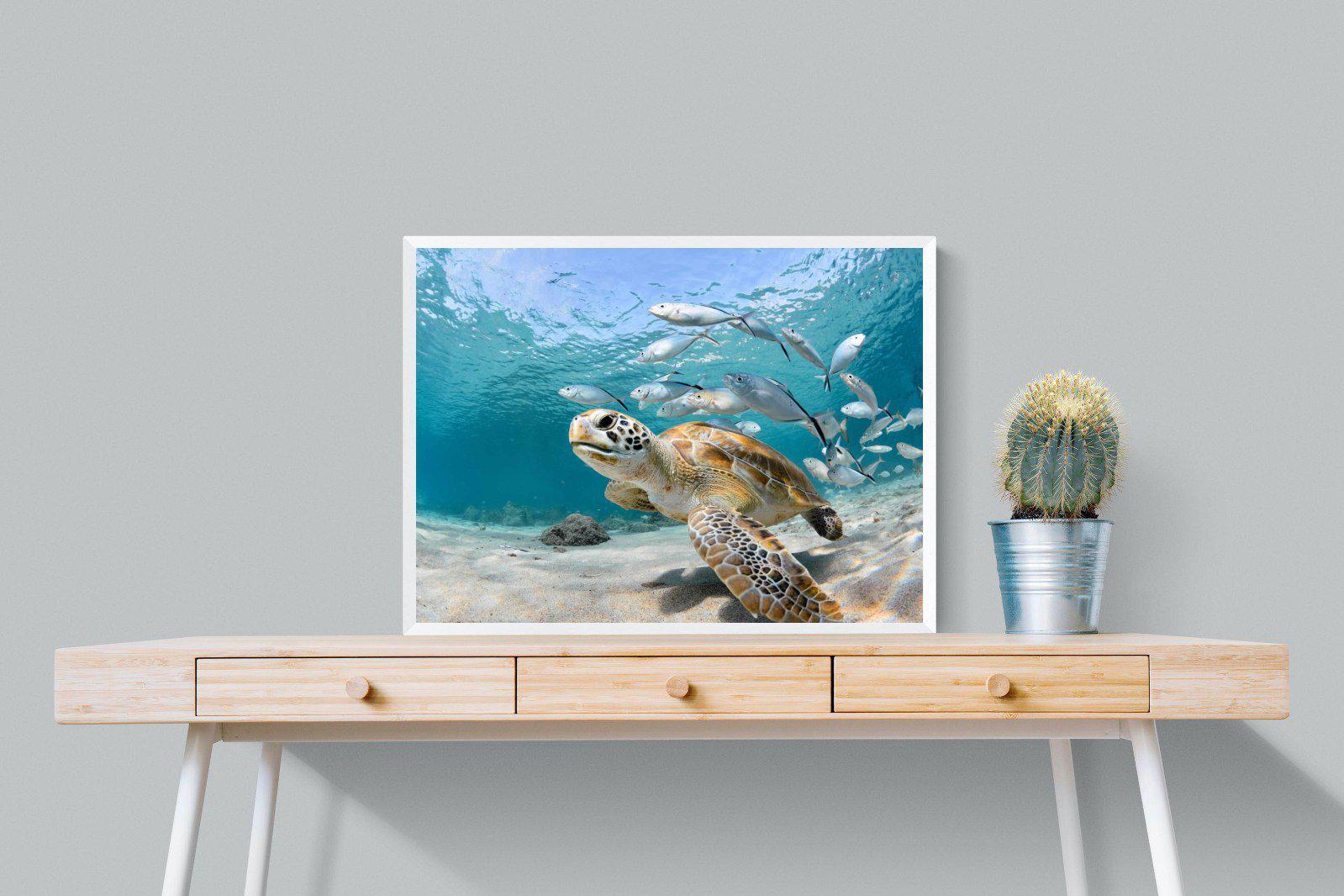 Turtle-Wall_Art-80 x 60cm-Mounted Canvas-White-Pixalot