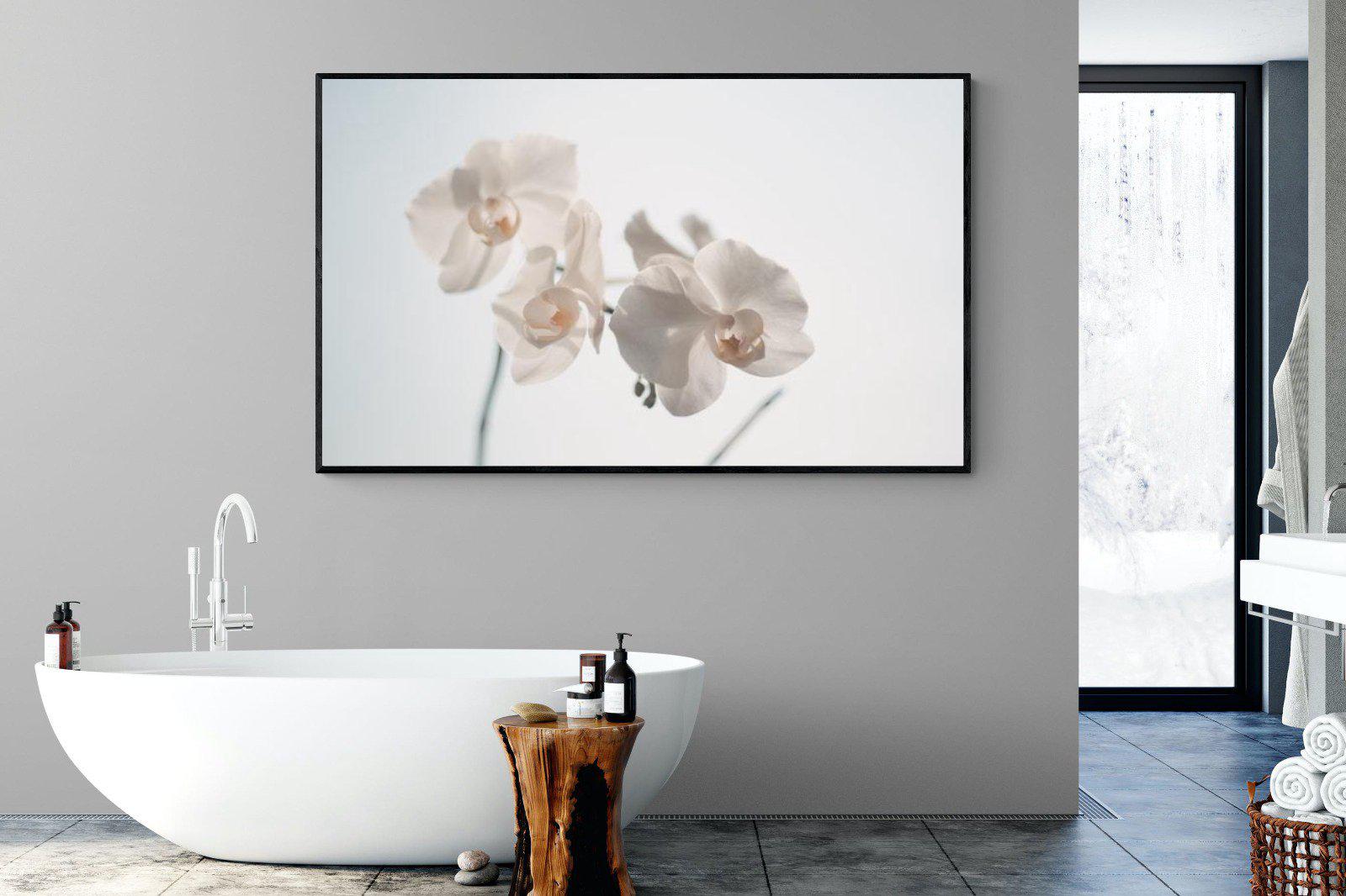 White Moth Orchid-Wall_Art-180 x 110cm-Mounted Canvas-Black-Pixalot