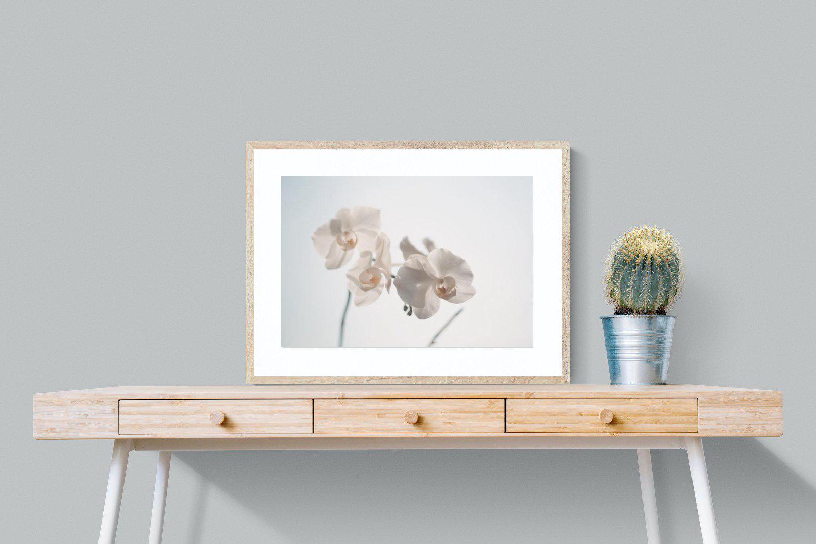 White Moth Orchid-Wall_Art-80 x 60cm-Framed Print-Wood-Pixalot