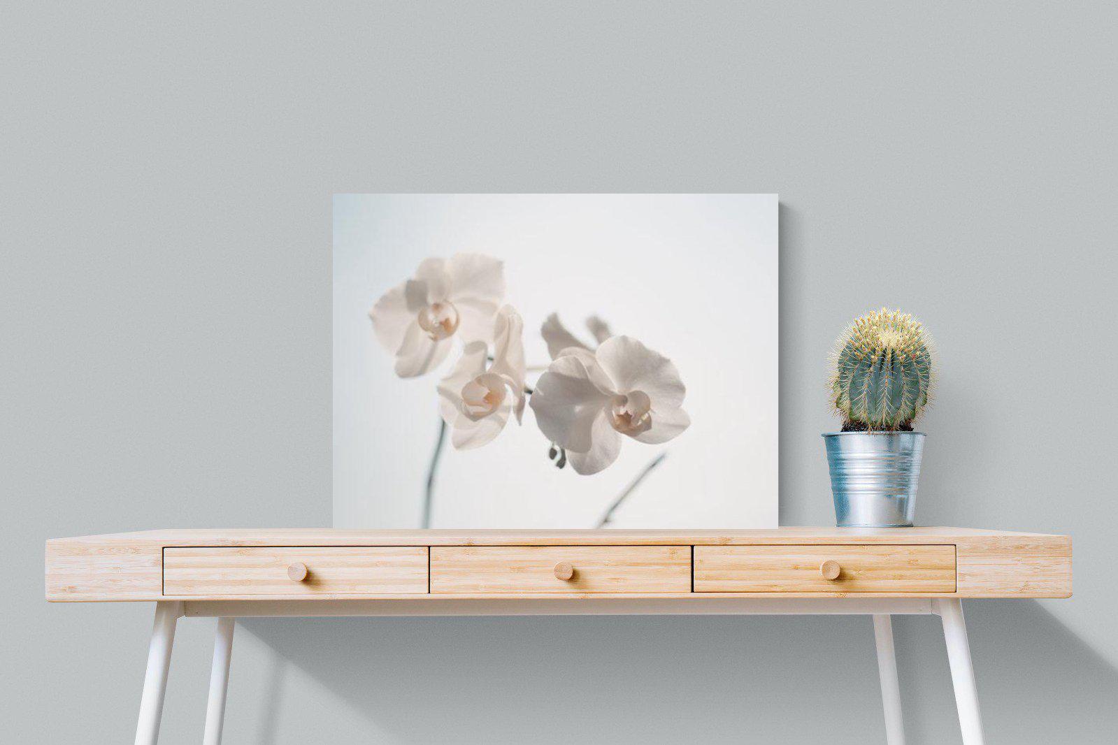 White Moth Orchid-Wall_Art-80 x 60cm-Mounted Canvas-No Frame-Pixalot