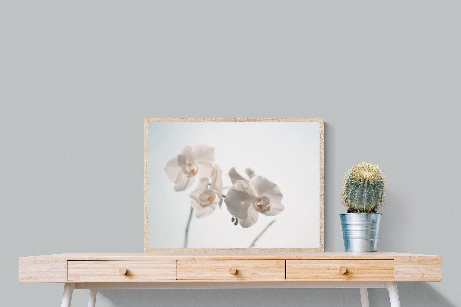 White Moth Orchid-Wall_Art-80 x 60cm-Mounted Canvas-Wood-Pixalot