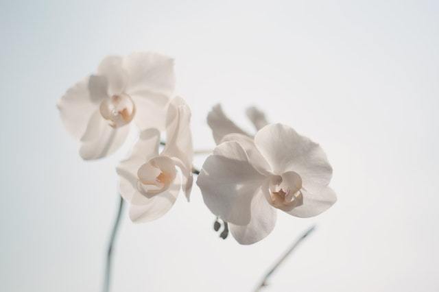 White Moth Orchid-Wall_Art-Pixalot