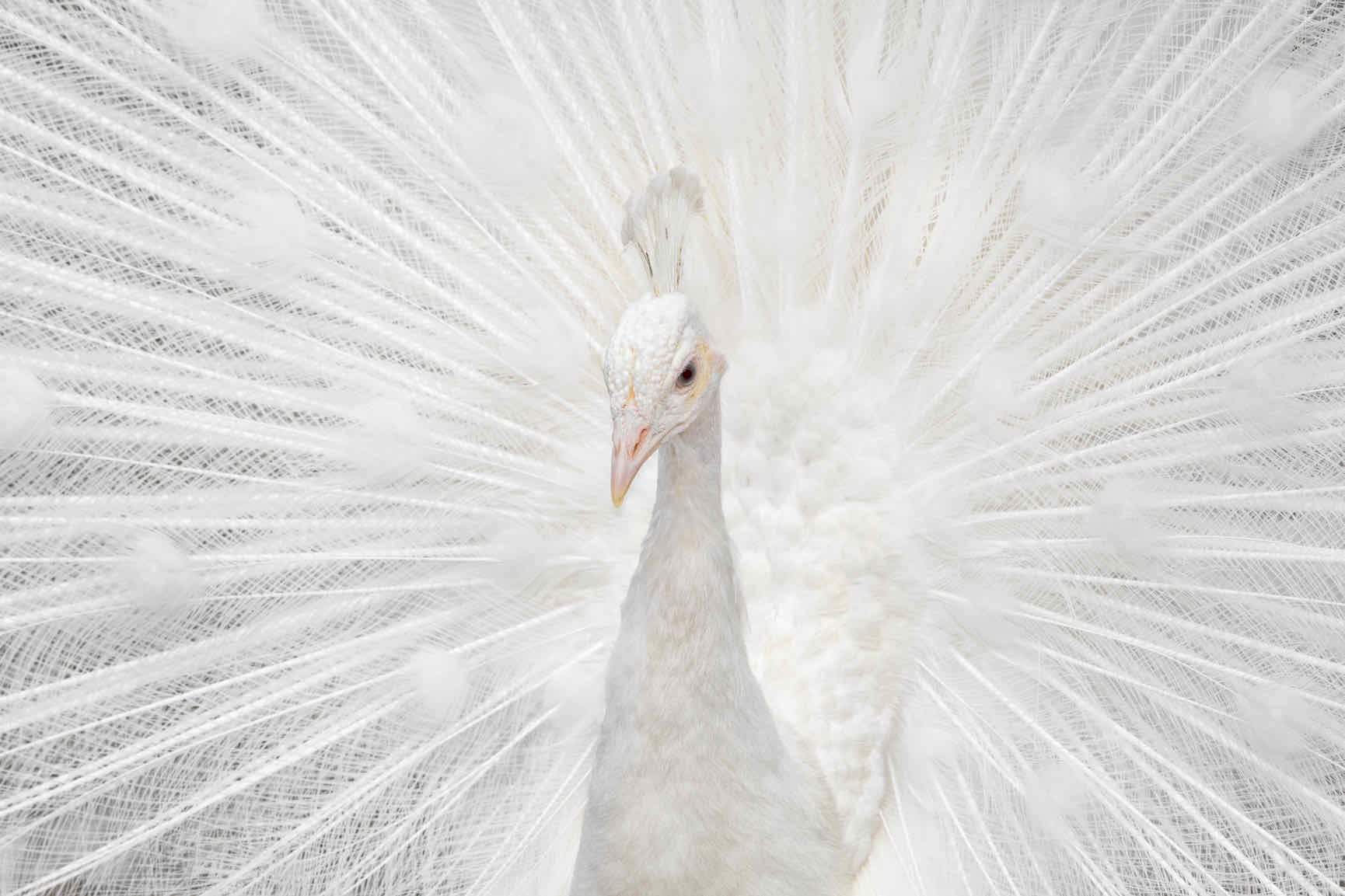 White Peacock-Wall_Art-Pixalot