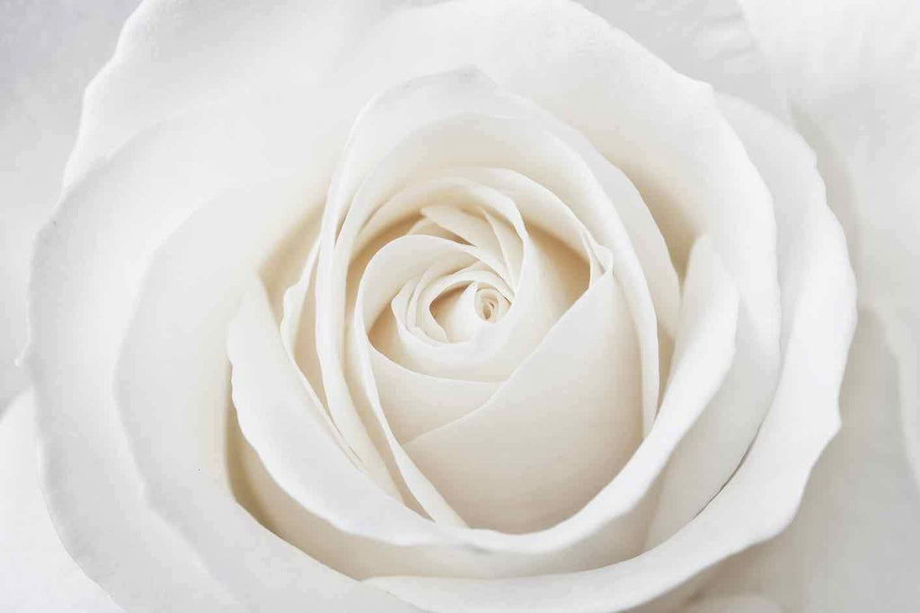 White Rose-Wall_Art-Pixalot