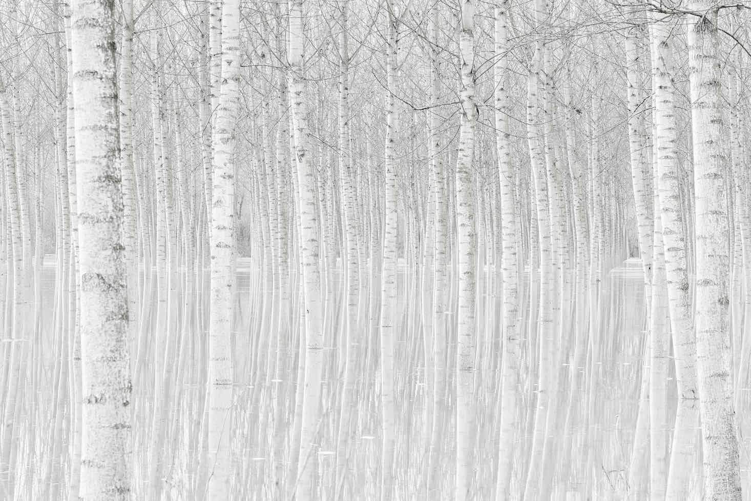 Whiteout Forest-Wall_Art-Pixalot