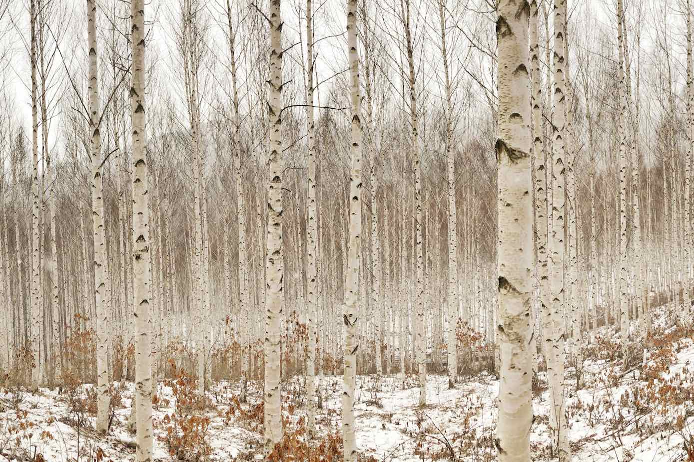 Winter Forest-Wall_Art-Pixalot