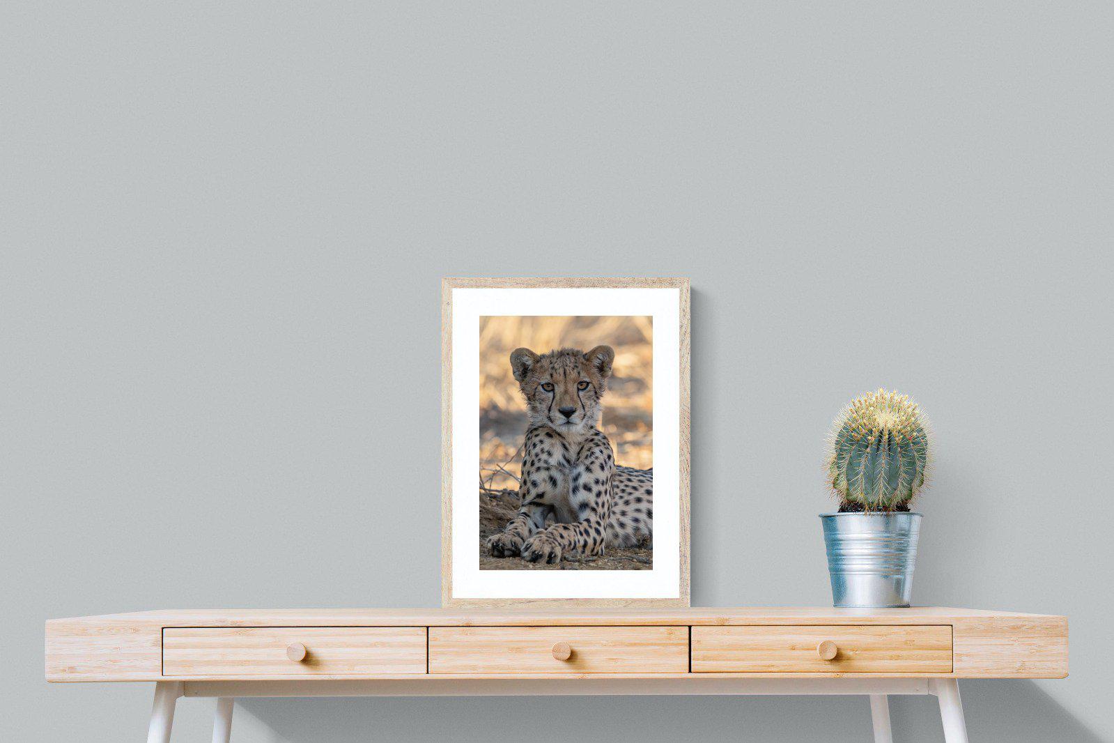 Young Cheetah-Wall_Art-45 x 60cm-Framed Print-Wood-Pixalot