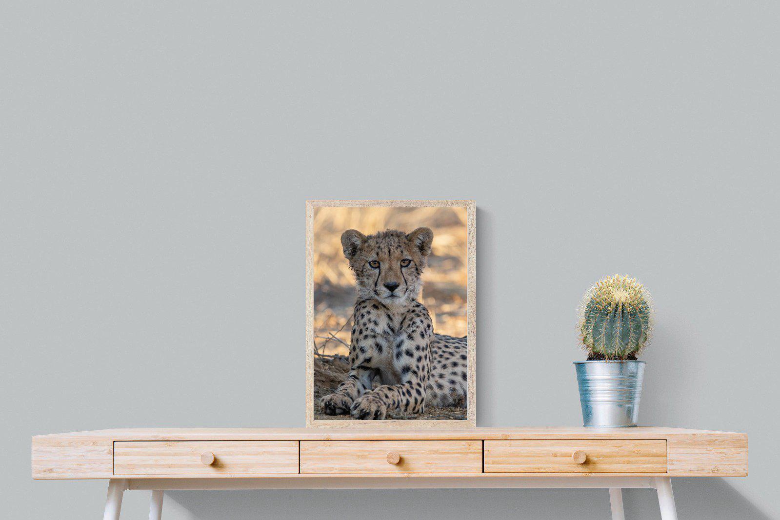 Young Cheetah-Wall_Art-45 x 60cm-Mounted Canvas-Wood-Pixalot