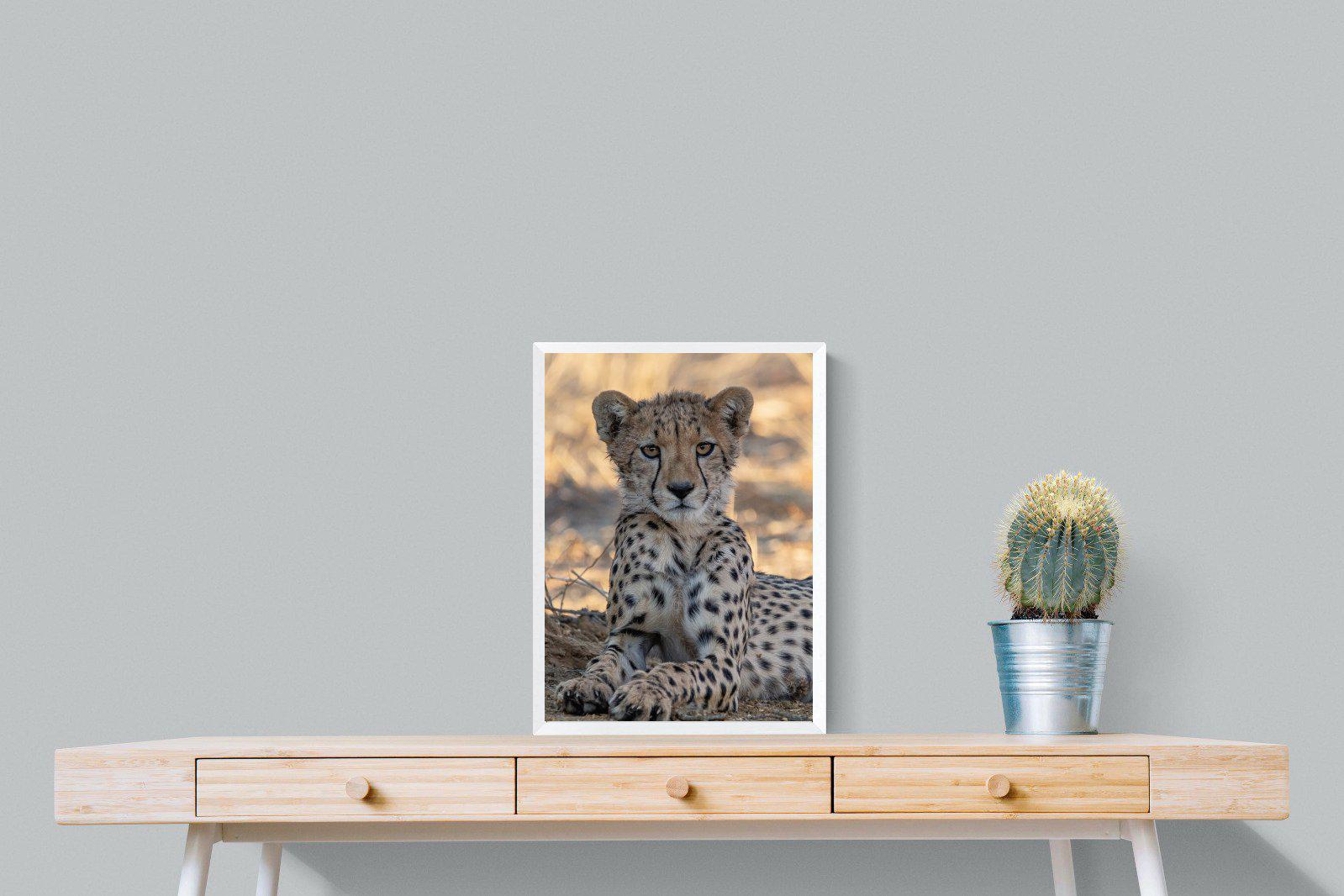 Young Cheetah-Wall_Art-45 x 60cm-Mounted Canvas-White-Pixalot