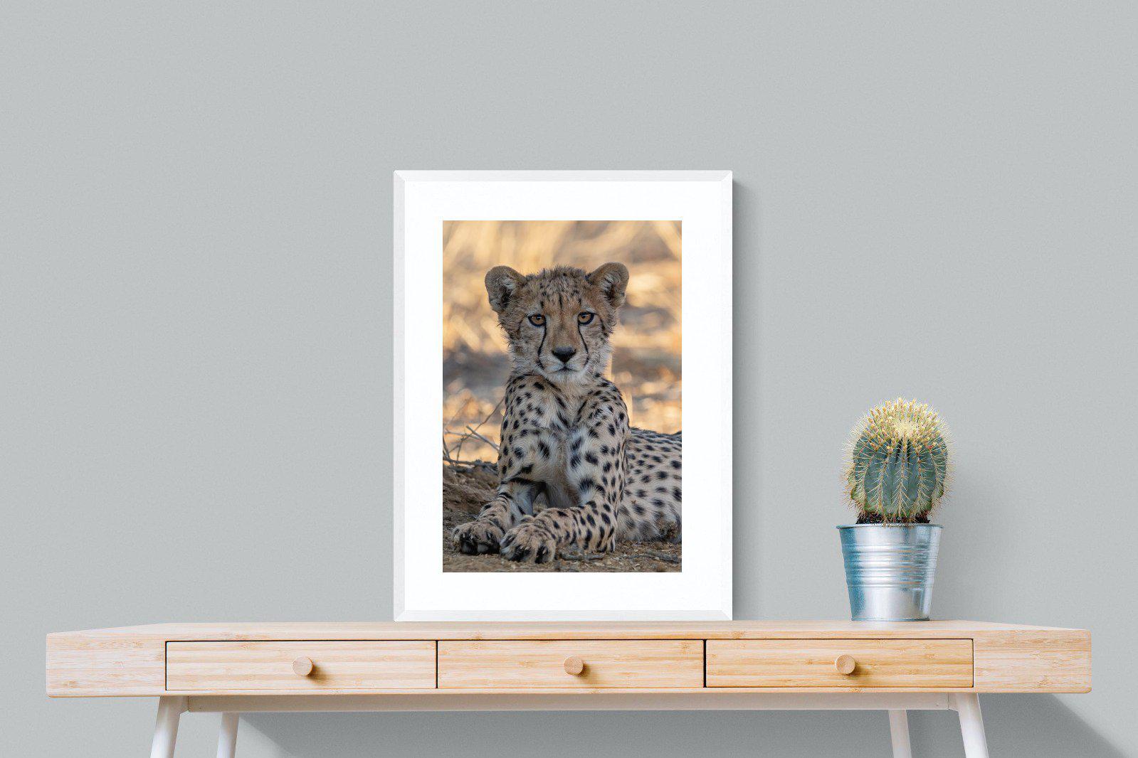 Young Cheetah-Wall_Art-60 x 80cm-Framed Print-White-Pixalot