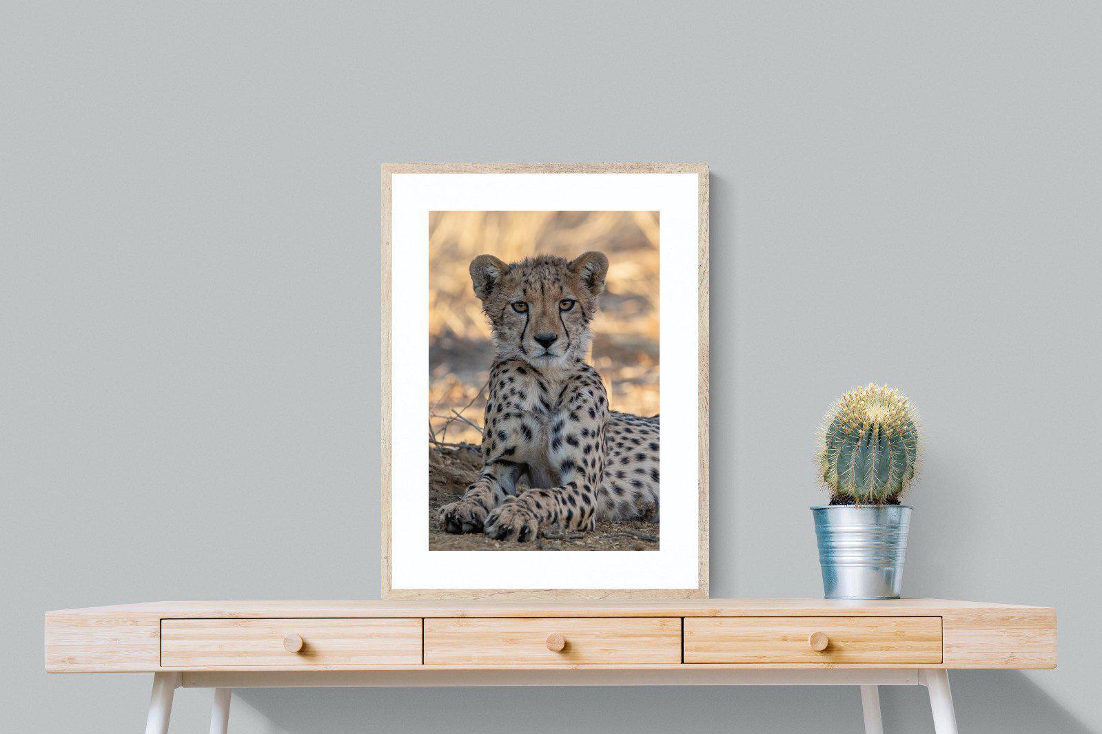 Young Cheetah-Wall_Art-60 x 80cm-Framed Print-Wood-Pixalot