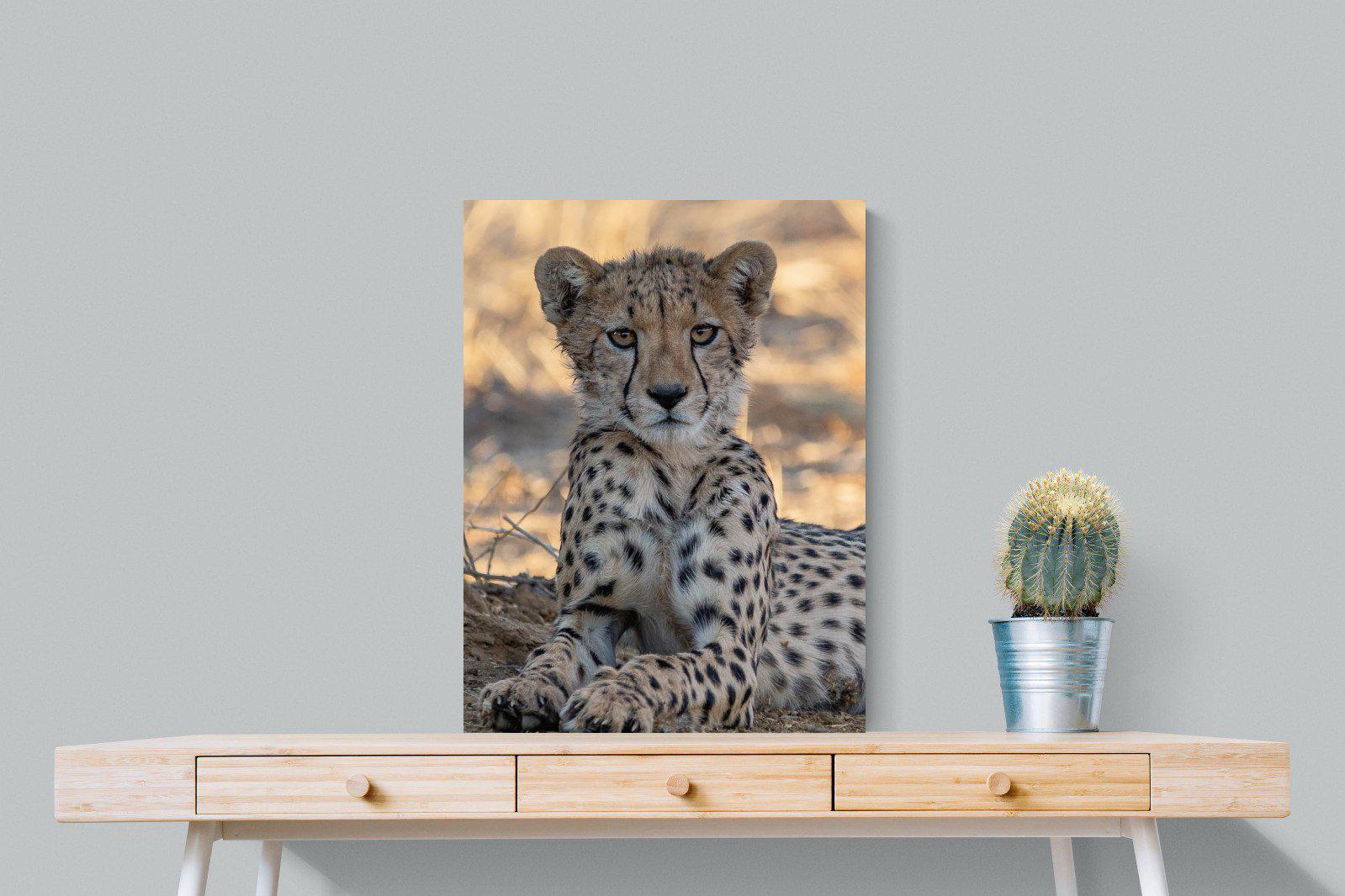 Young Cheetah-Wall_Art-60 x 80cm-Mounted Canvas-No Frame-Pixalot
