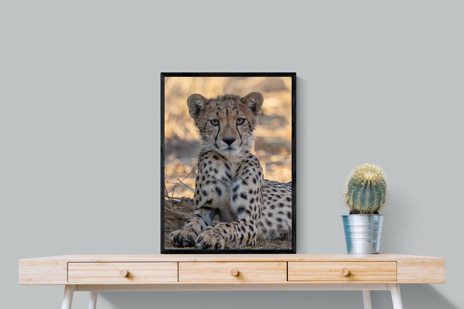 Young Cheetah-Wall_Art-60 x 80cm-Mounted Canvas-Black-Pixalot