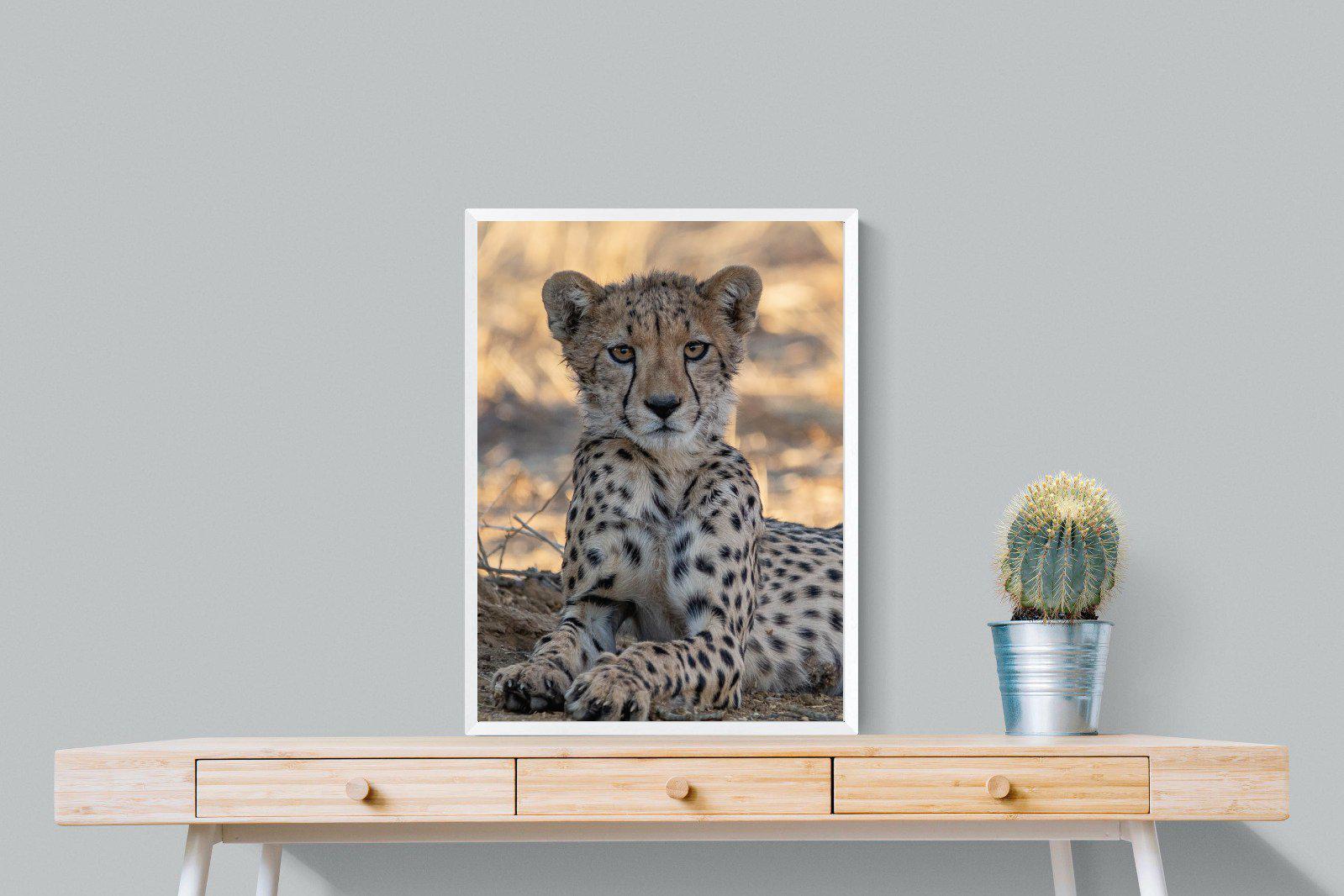Young Cheetah-Wall_Art-60 x 80cm-Mounted Canvas-White-Pixalot