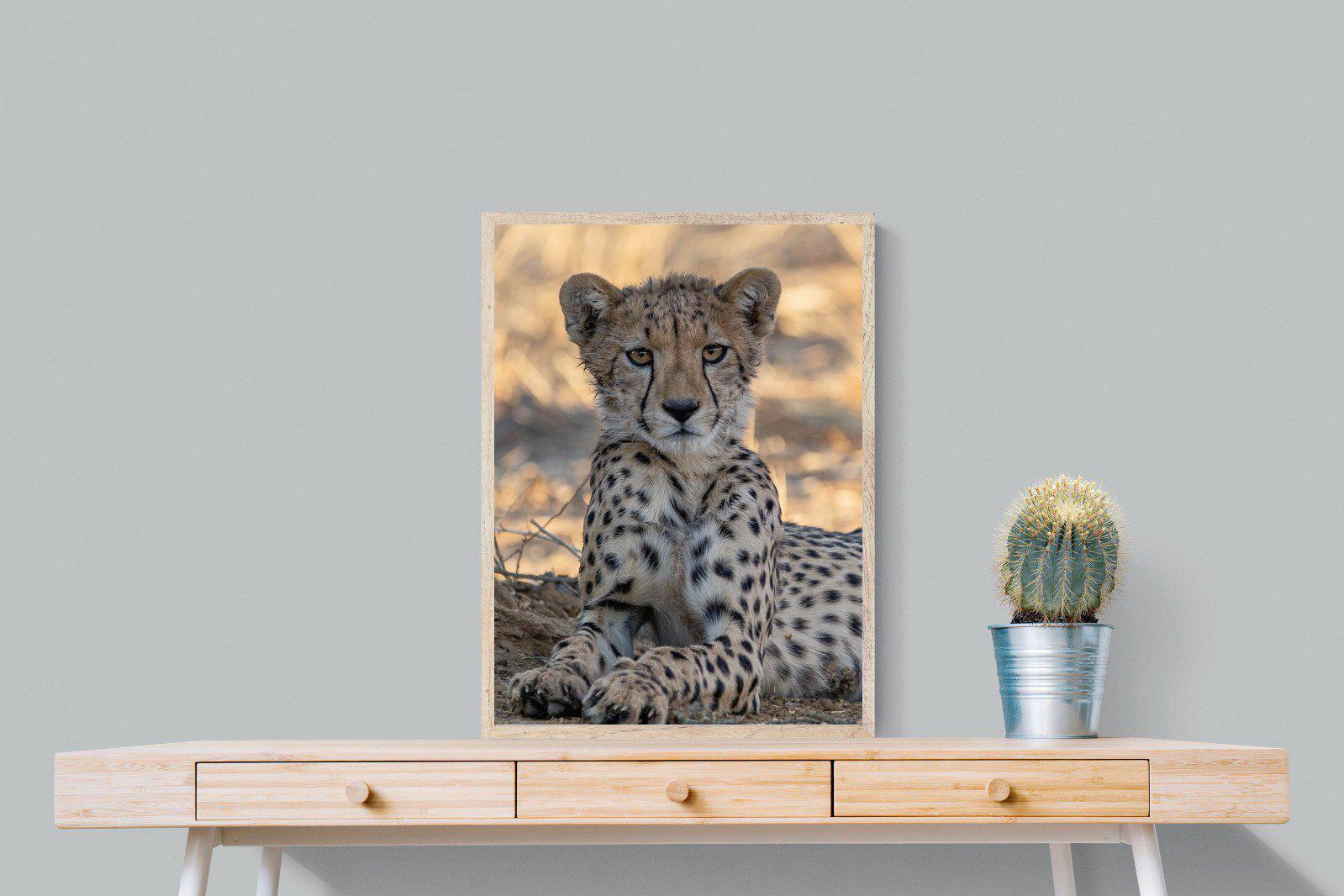 Young Cheetah-Wall_Art-60 x 80cm-Mounted Canvas-Wood-Pixalot