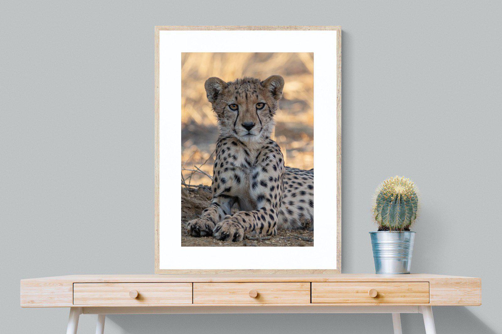 Young Cheetah-Wall_Art-75 x 100cm-Framed Print-Wood-Pixalot