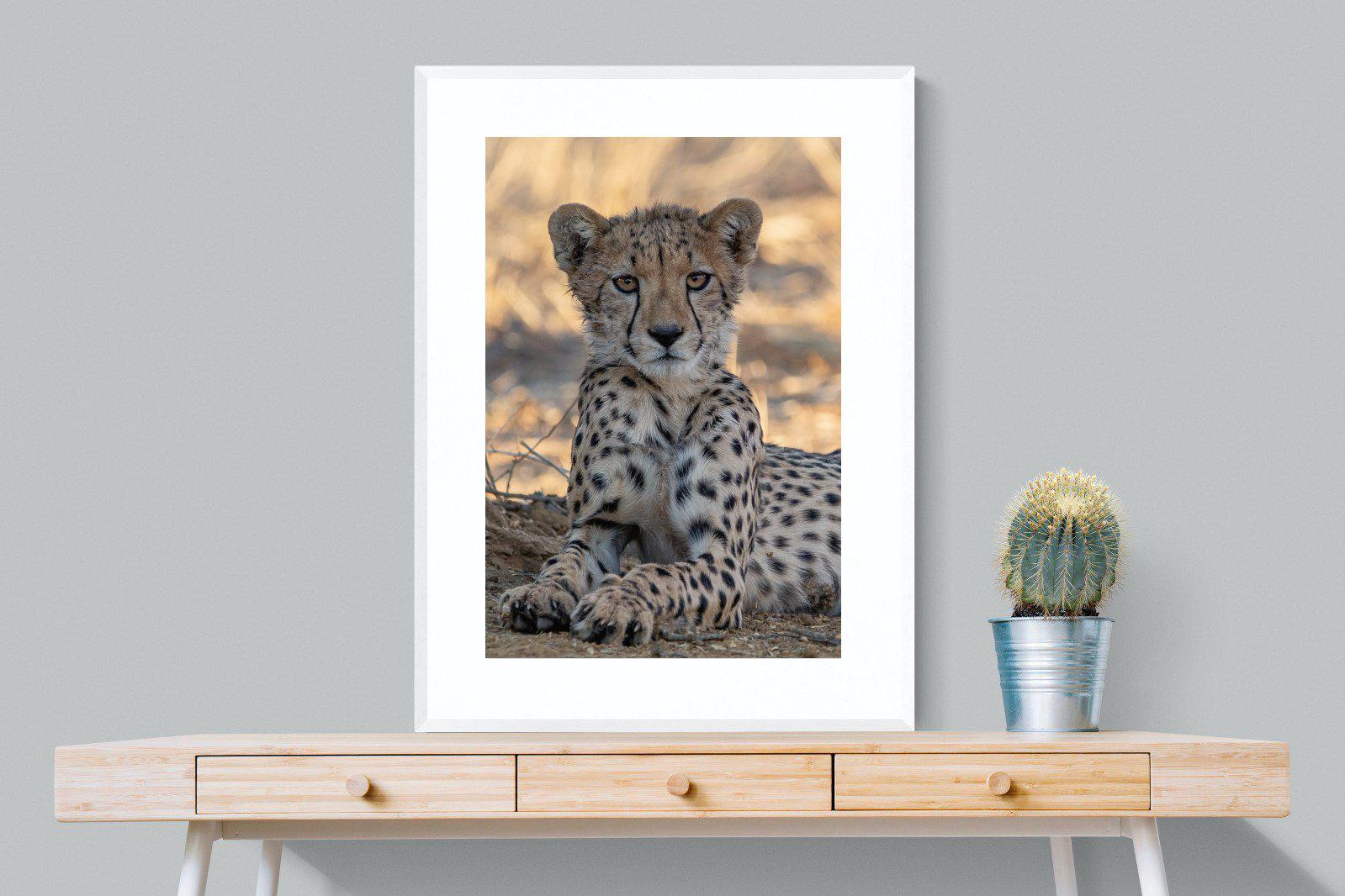 Young Cheetah-Wall_Art-75 x 100cm-Framed Print-White-Pixalot