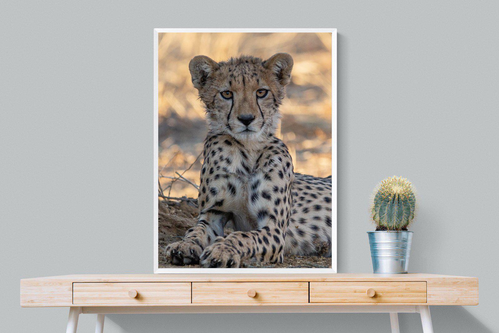 Young Cheetah-Wall_Art-75 x 100cm-Mounted Canvas-White-Pixalot