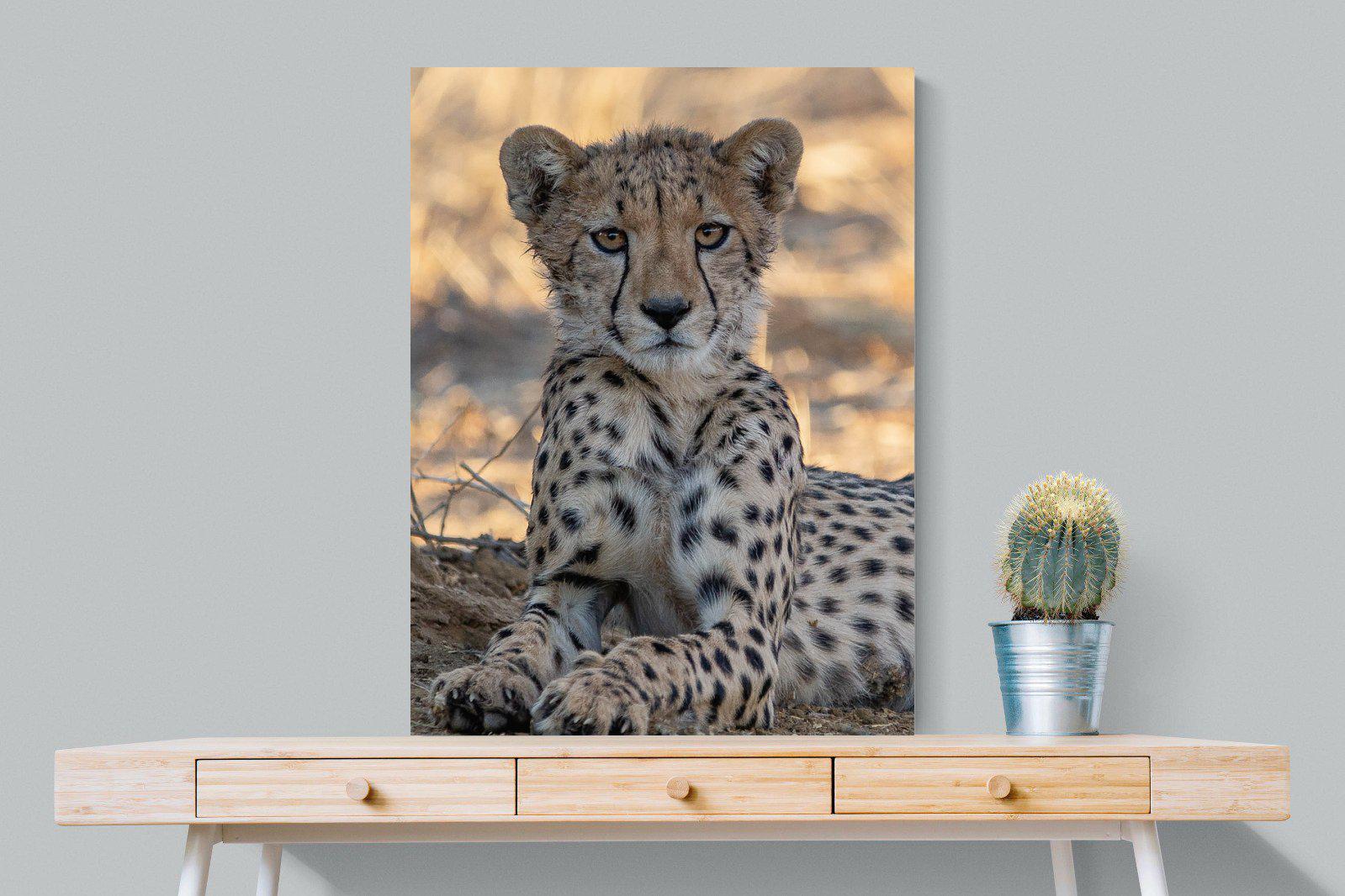Young Cheetah-Wall_Art-75 x 100cm-Mounted Canvas-No Frame-Pixalot