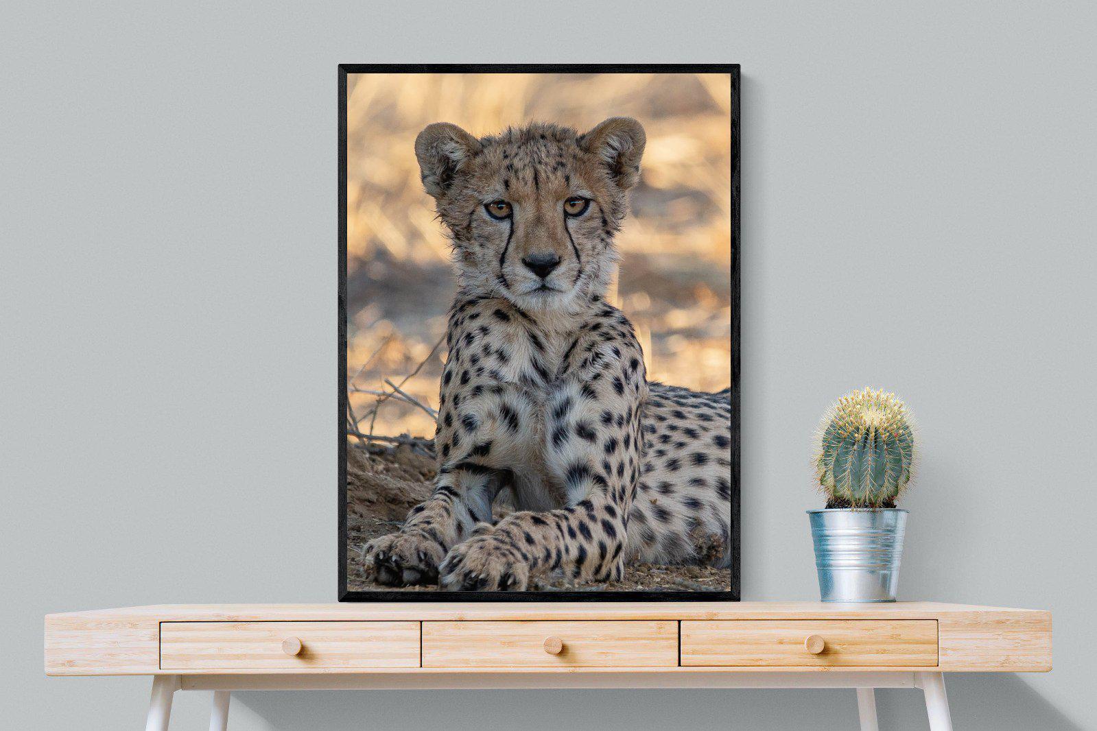 Young Cheetah-Wall_Art-75 x 100cm-Mounted Canvas-Black-Pixalot