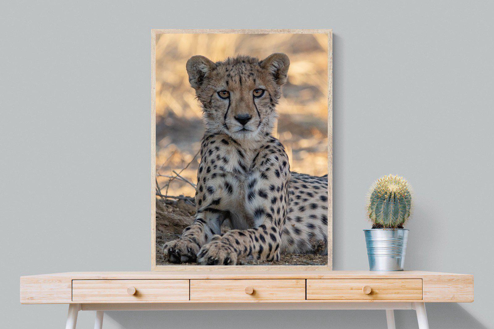 Young Cheetah-Wall_Art-75 x 100cm-Mounted Canvas-Wood-Pixalot