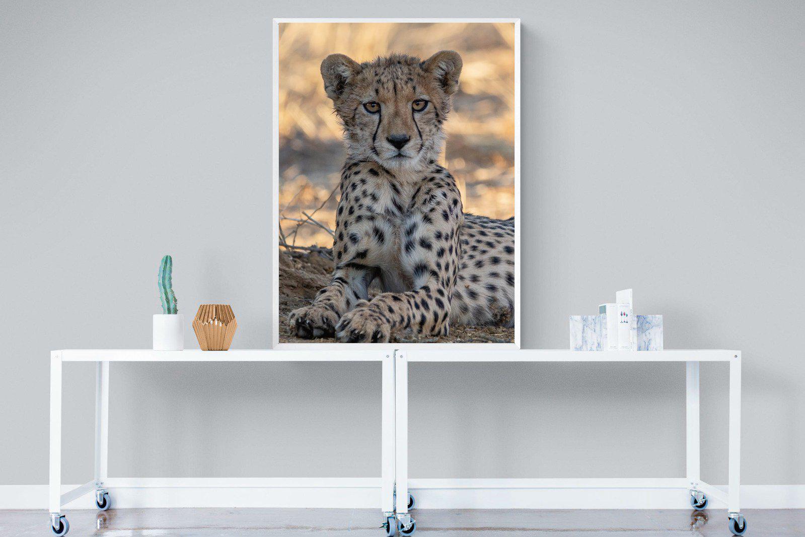 Young Cheetah-Wall_Art-90 x 120cm-Mounted Canvas-White-Pixalot