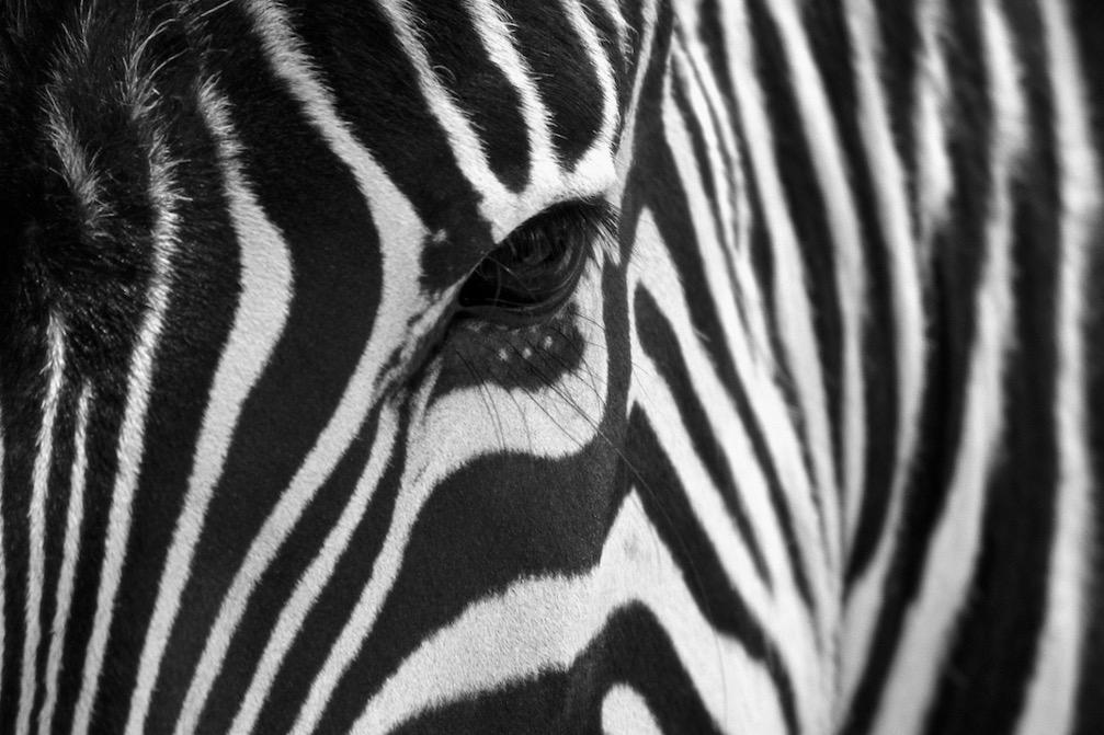 Zebra Eye-Wall_Art-Pixalot