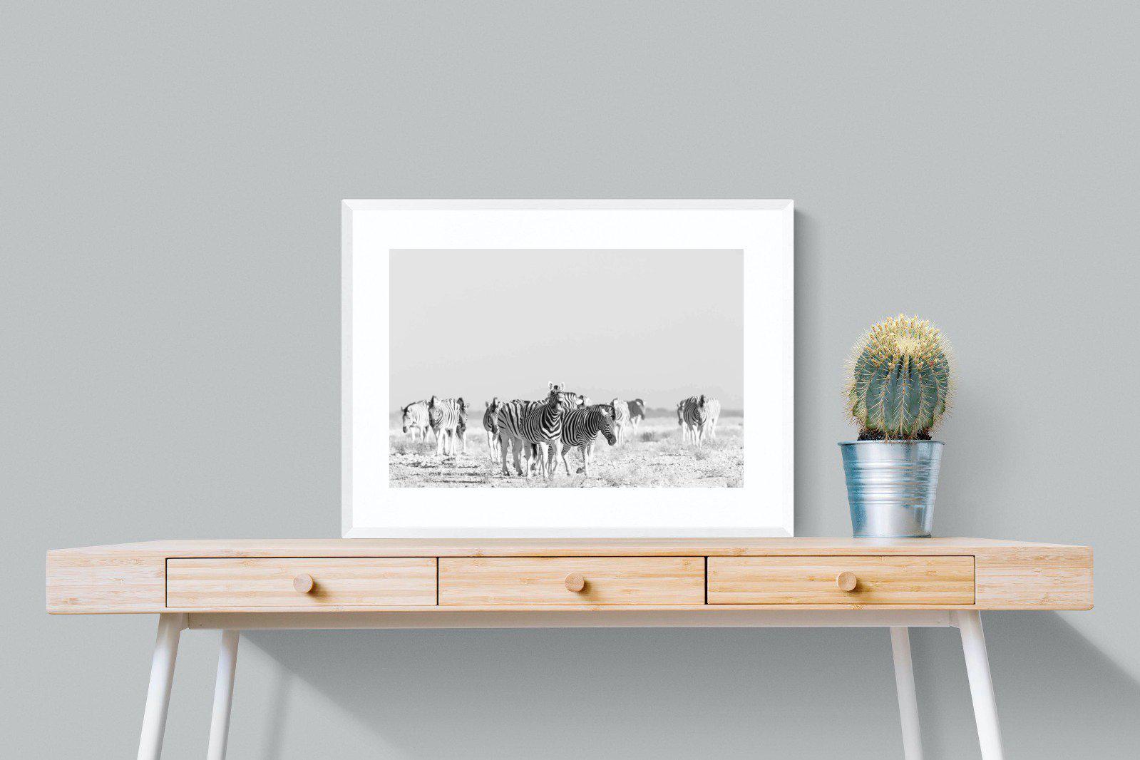 Zebra Herd-Wall_Art-80 x 60cm-Framed Print-White-Pixalot