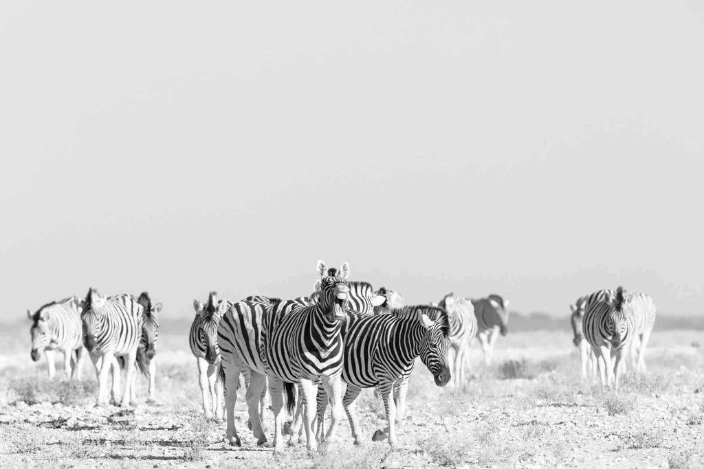 Zebra Herd-Wall_Art-Pixalot