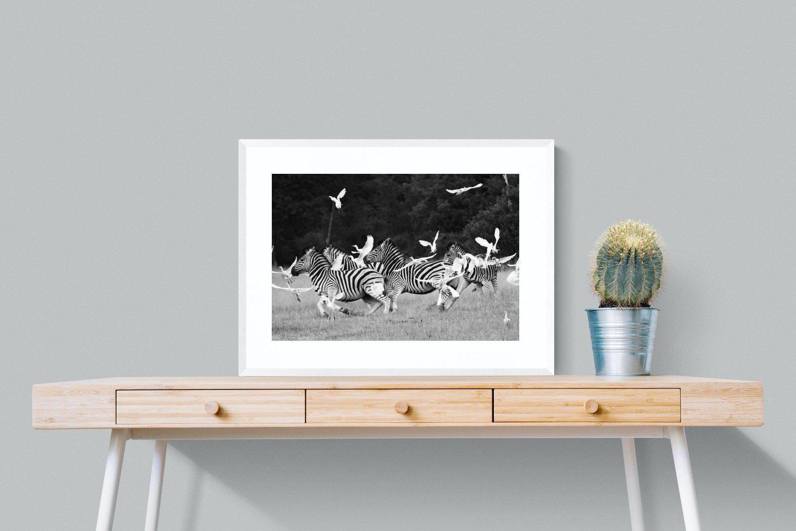 Zebra & Herons-Wall_Art-80 x 60cm-Framed Print-White-Pixalot