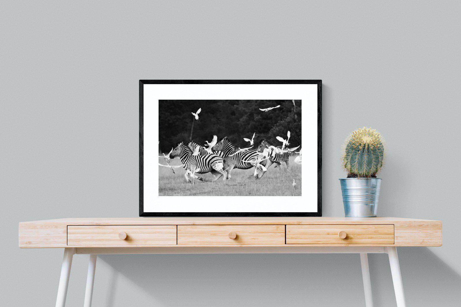 Zebra & Herons-Wall_Art-80 x 60cm-Framed Print-Black-Pixalot