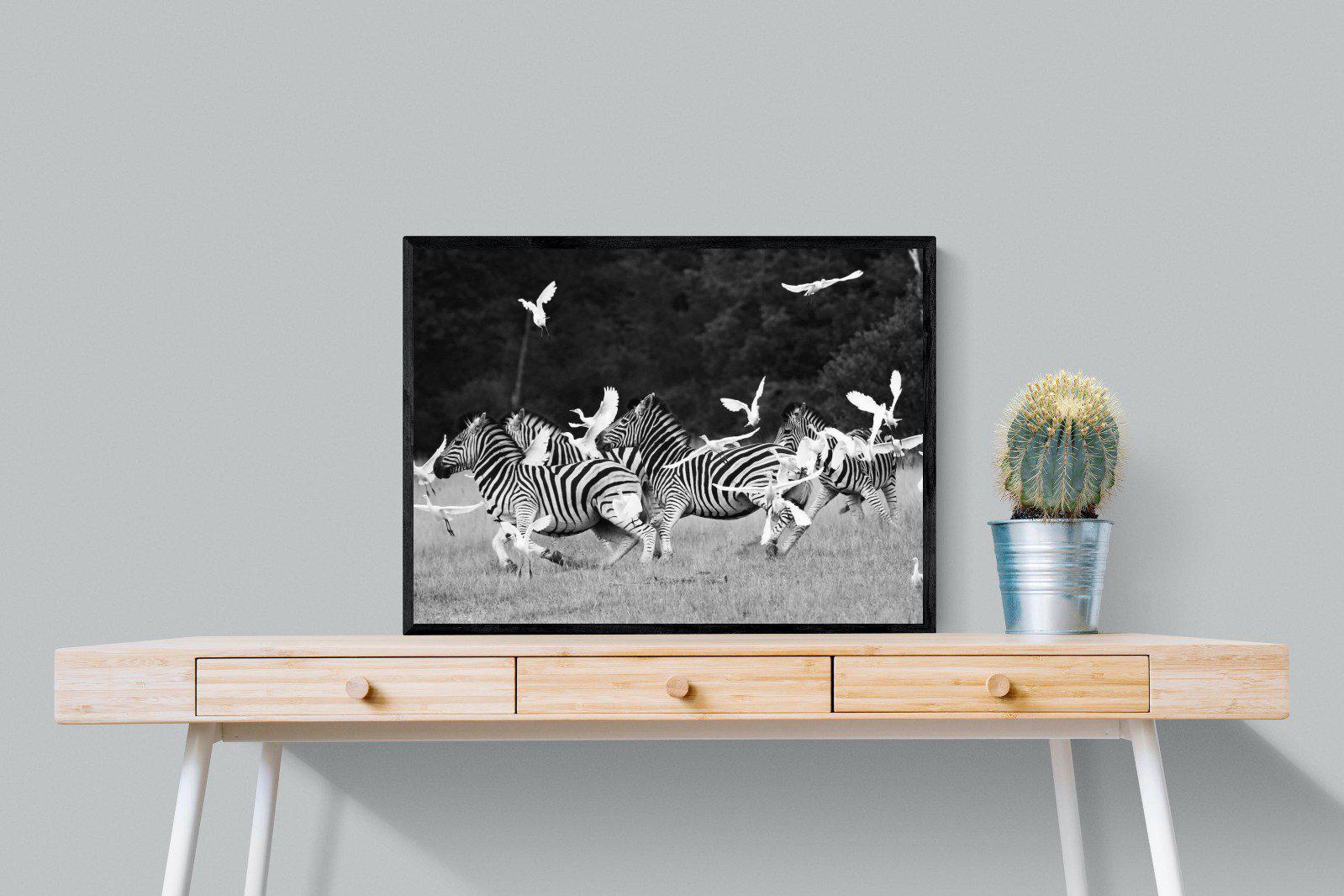 Zebra & Herons-Wall_Art-80 x 60cm-Mounted Canvas-Black-Pixalot