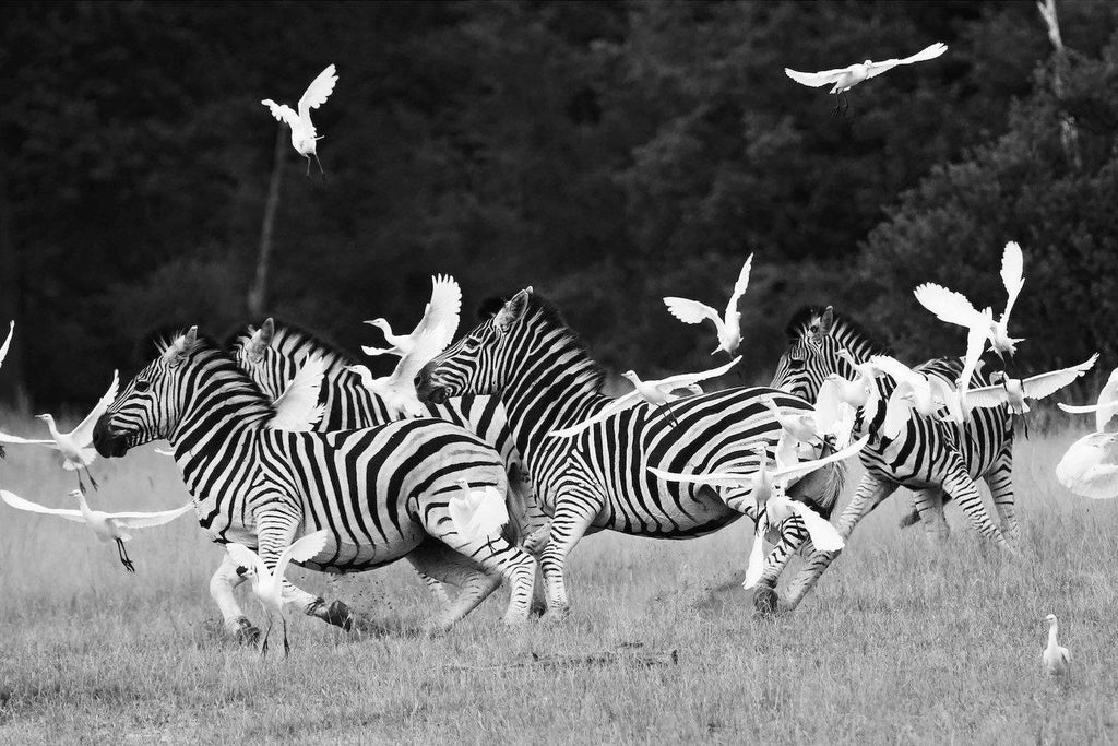 Zebra & Herons-Wall_Art-Pixalot