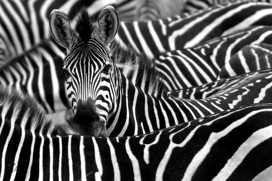 Zebra Look-Wall_Art-Pixalot