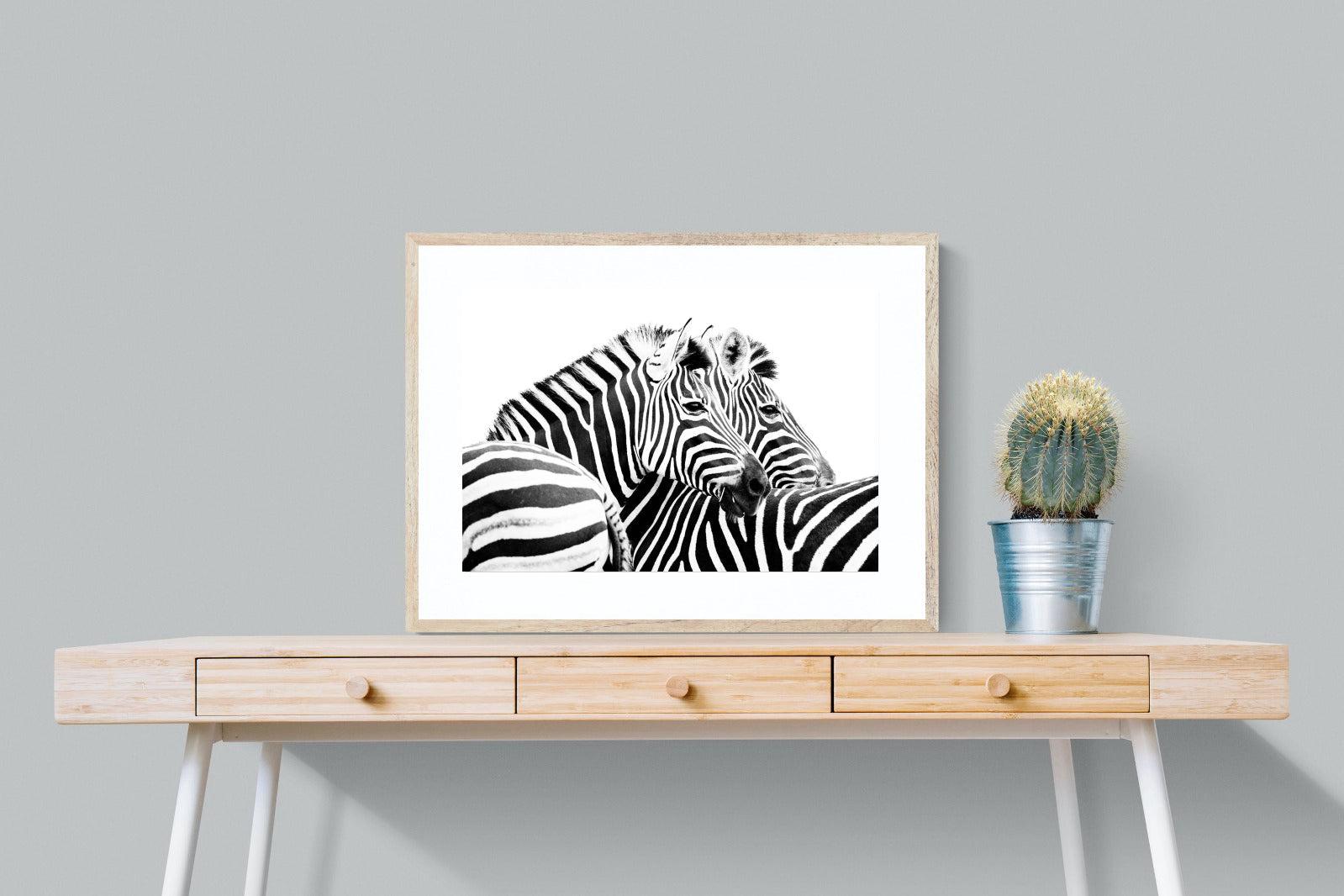 Zebra Pair-Wall_Art-80 x 60cm-Framed Print-Wood-Pixalot