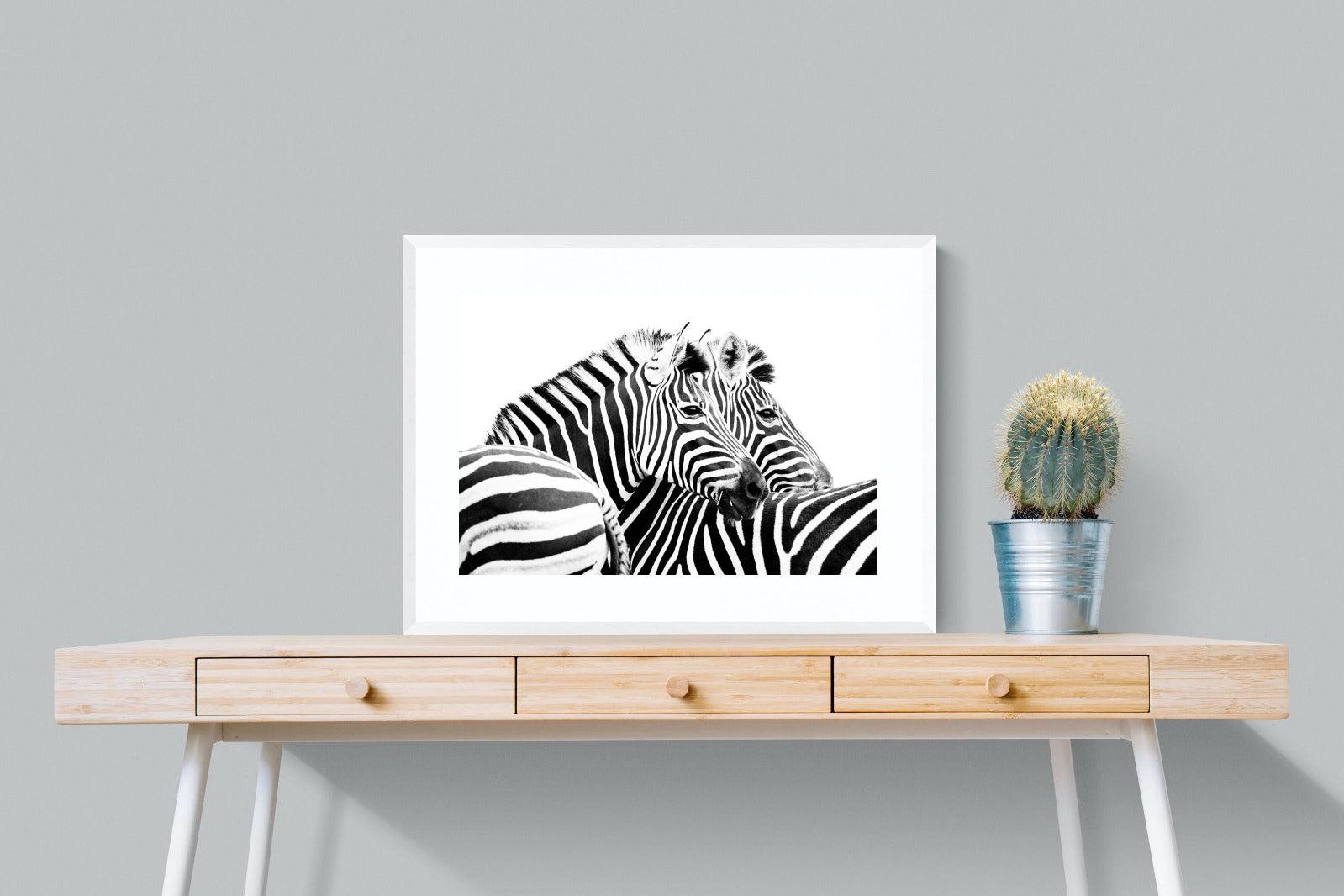 Zebra Pair-Wall_Art-80 x 60cm-Framed Print-White-Pixalot