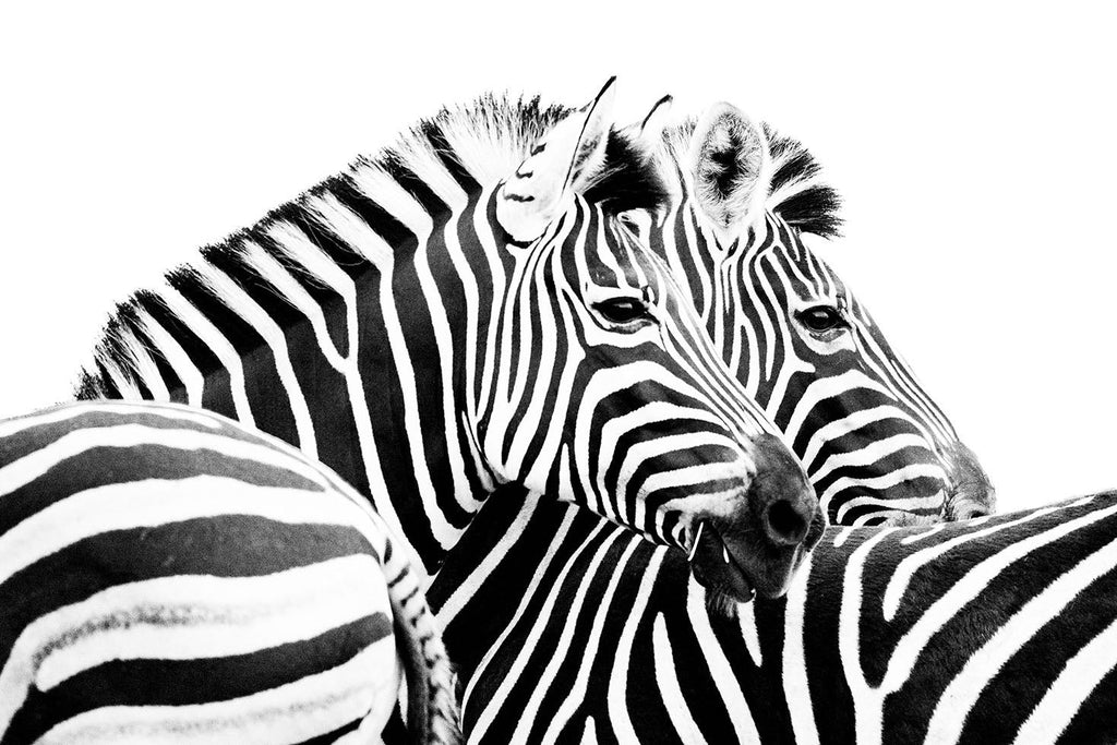 Zebra Pair-Wall_Art-Pixalot