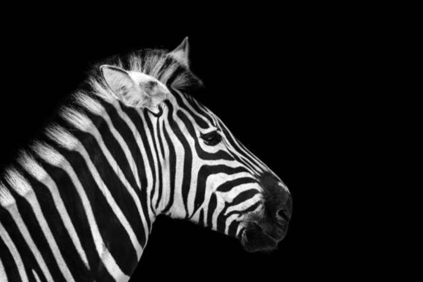 Zebra-Wall_Art-Pixalot