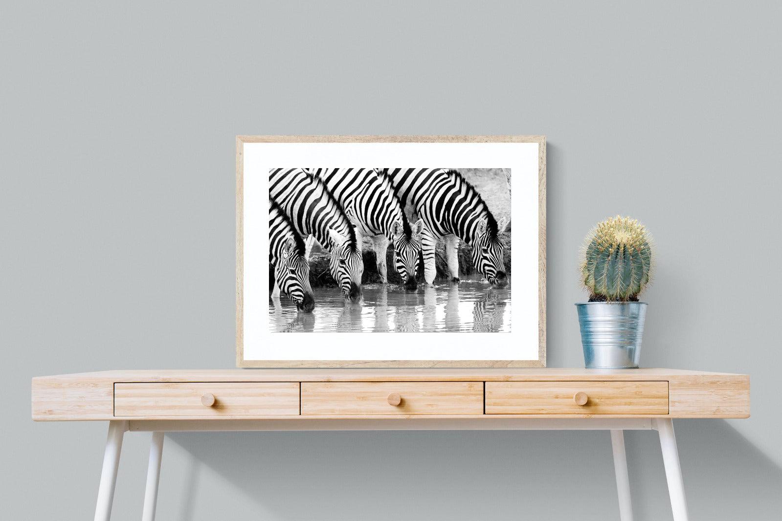 Zebra Quench-Wall_Art-80 x 60cm-Framed Print-Wood-Pixalot