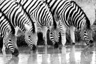 Zebra Quench-Wall_Art-Pixalot