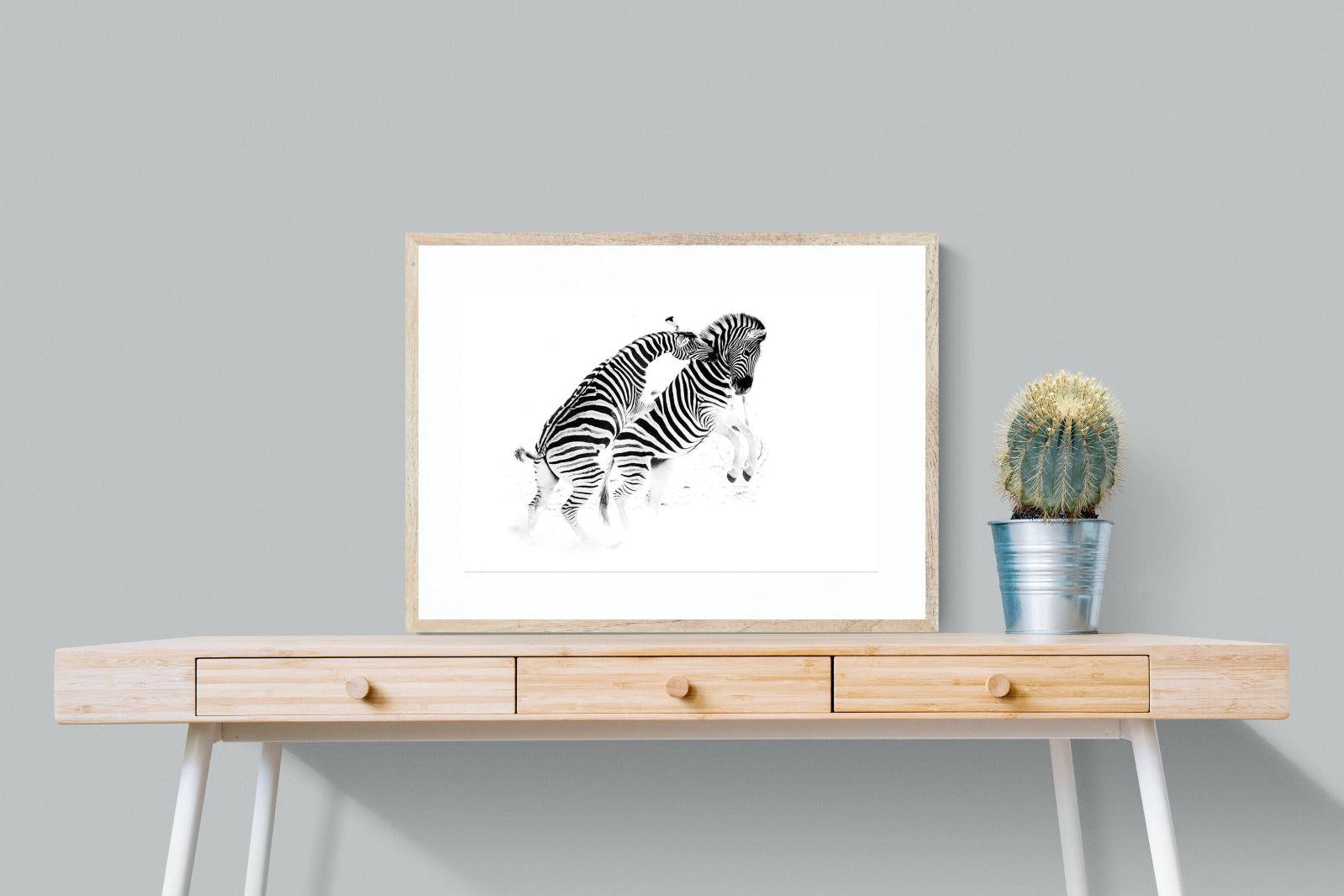 Zebra Tussle-Wall_Art-80 x 60cm-Framed Print-Wood-Pixalot