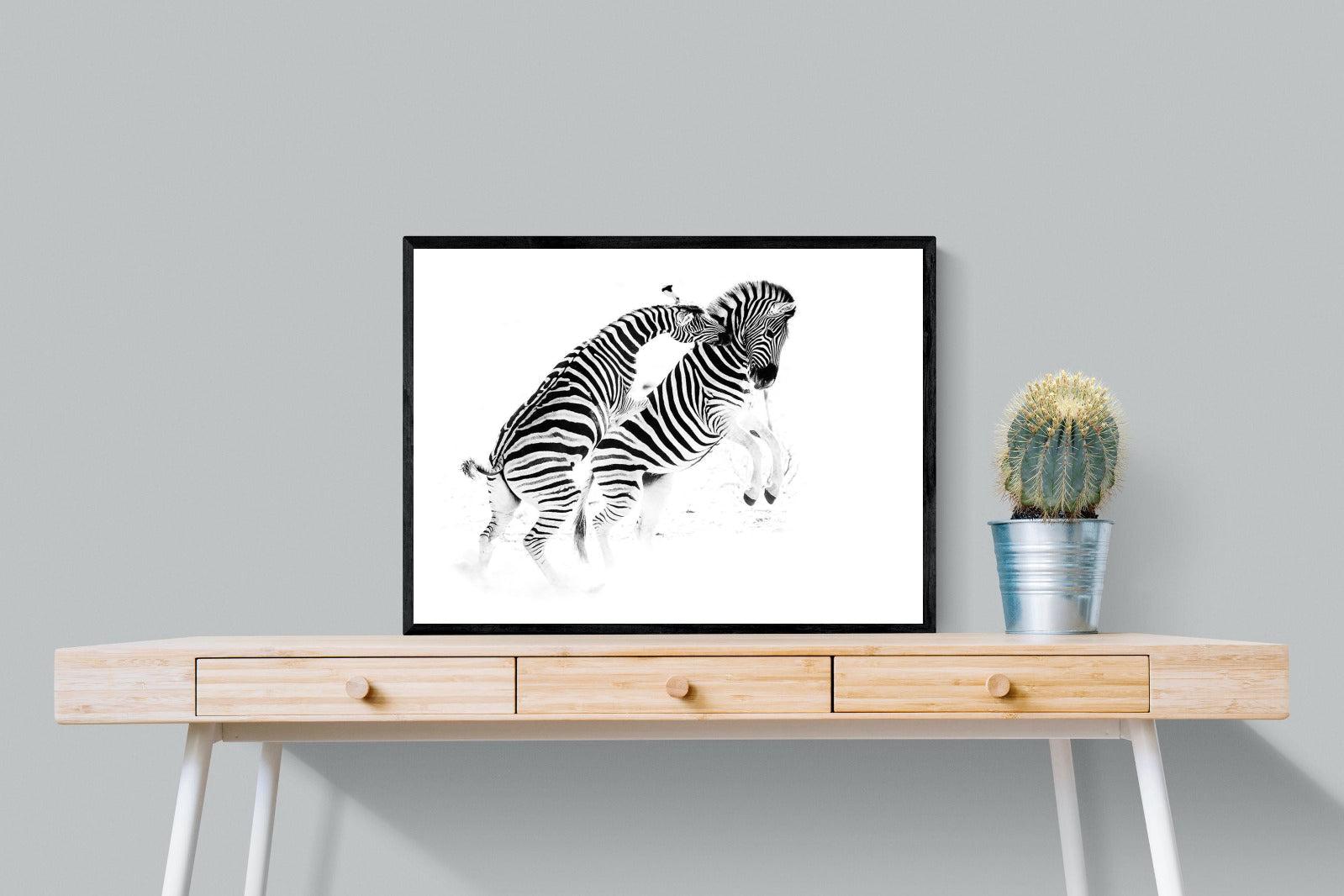 Zebra Tussle-Wall_Art-80 x 60cm-Mounted Canvas-Black-Pixalot