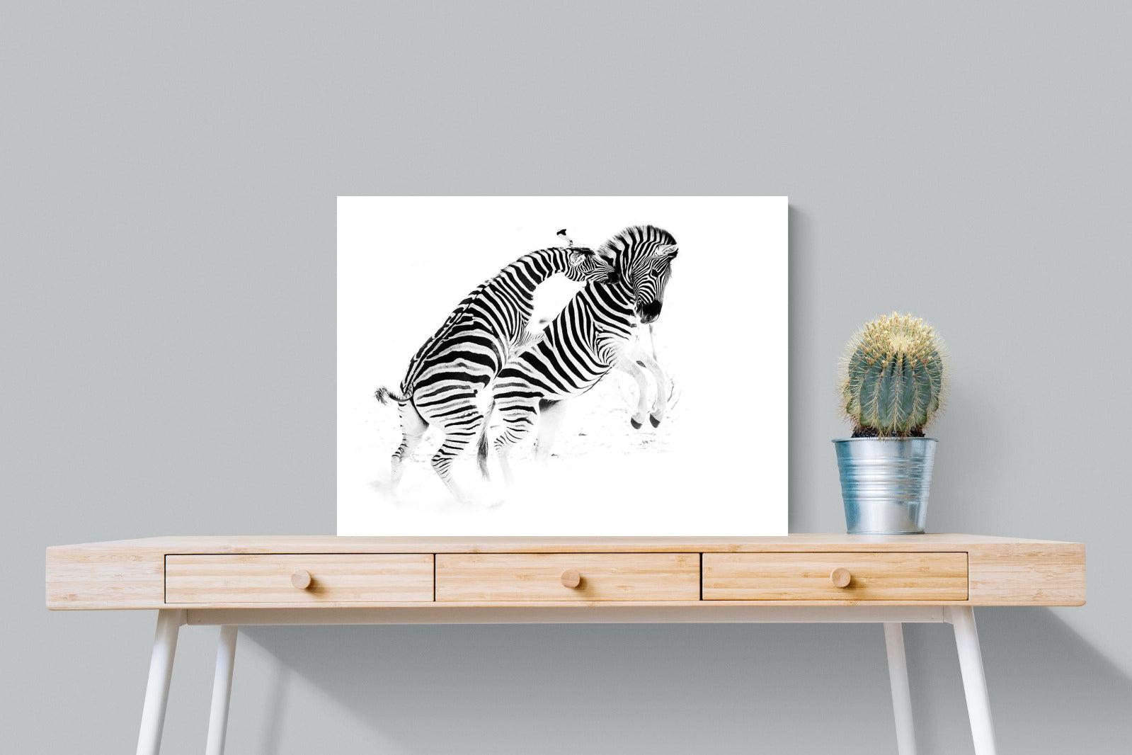 Zebra Tussle-Wall_Art-80 x 60cm-Mounted Canvas-No Frame-Pixalot